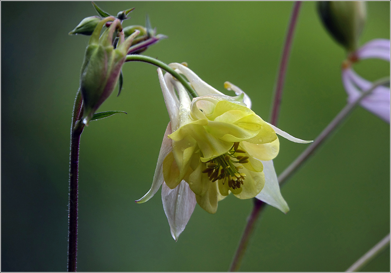 Изображение особи Aquilegia vulgaris.