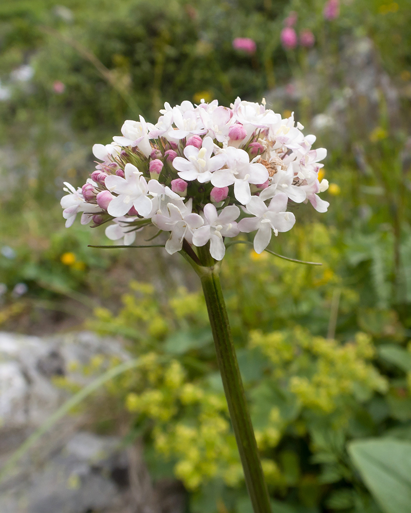 Изображение особи Valeriana alpestris.