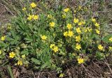 Potentilla humifusa