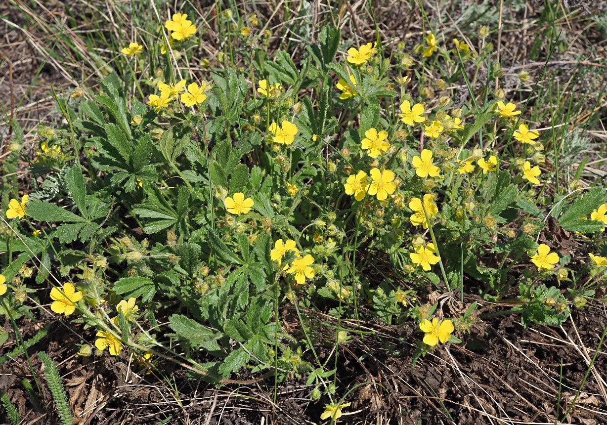 Изображение особи Potentilla humifusa.