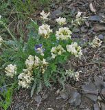 genus Astragalus