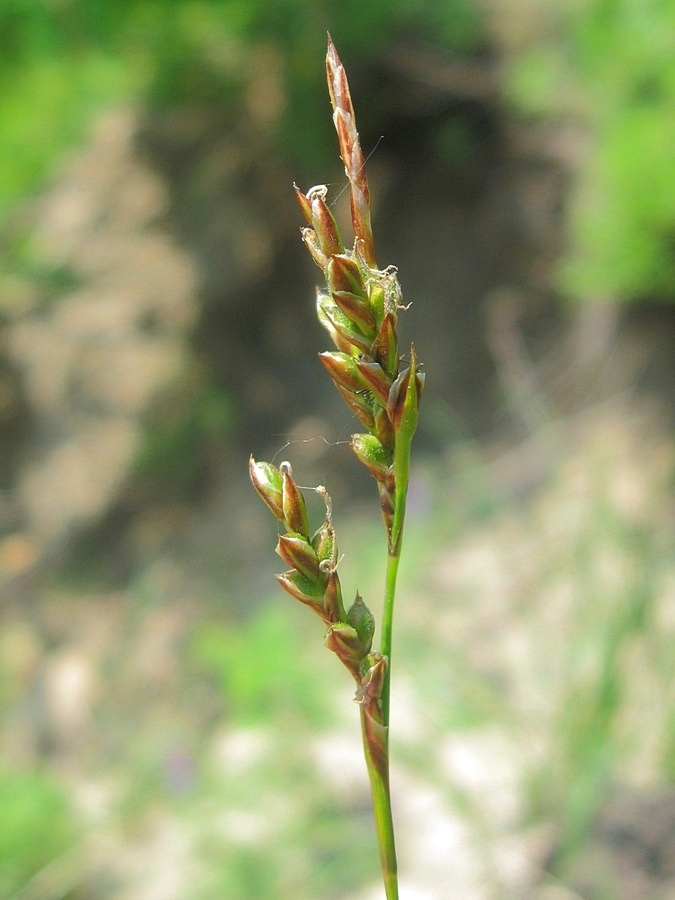 Изображение особи Carex pediformis.