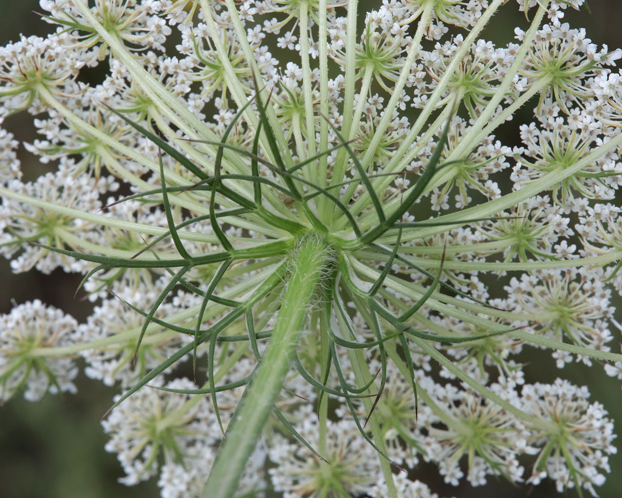 Image of Daucus carota specimen.