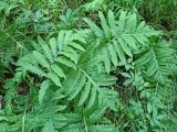 Onoclea sensibilis