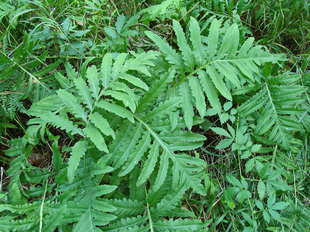 Image of Onoclea sensibilis specimen.