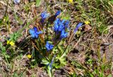 Gentiana uniflora