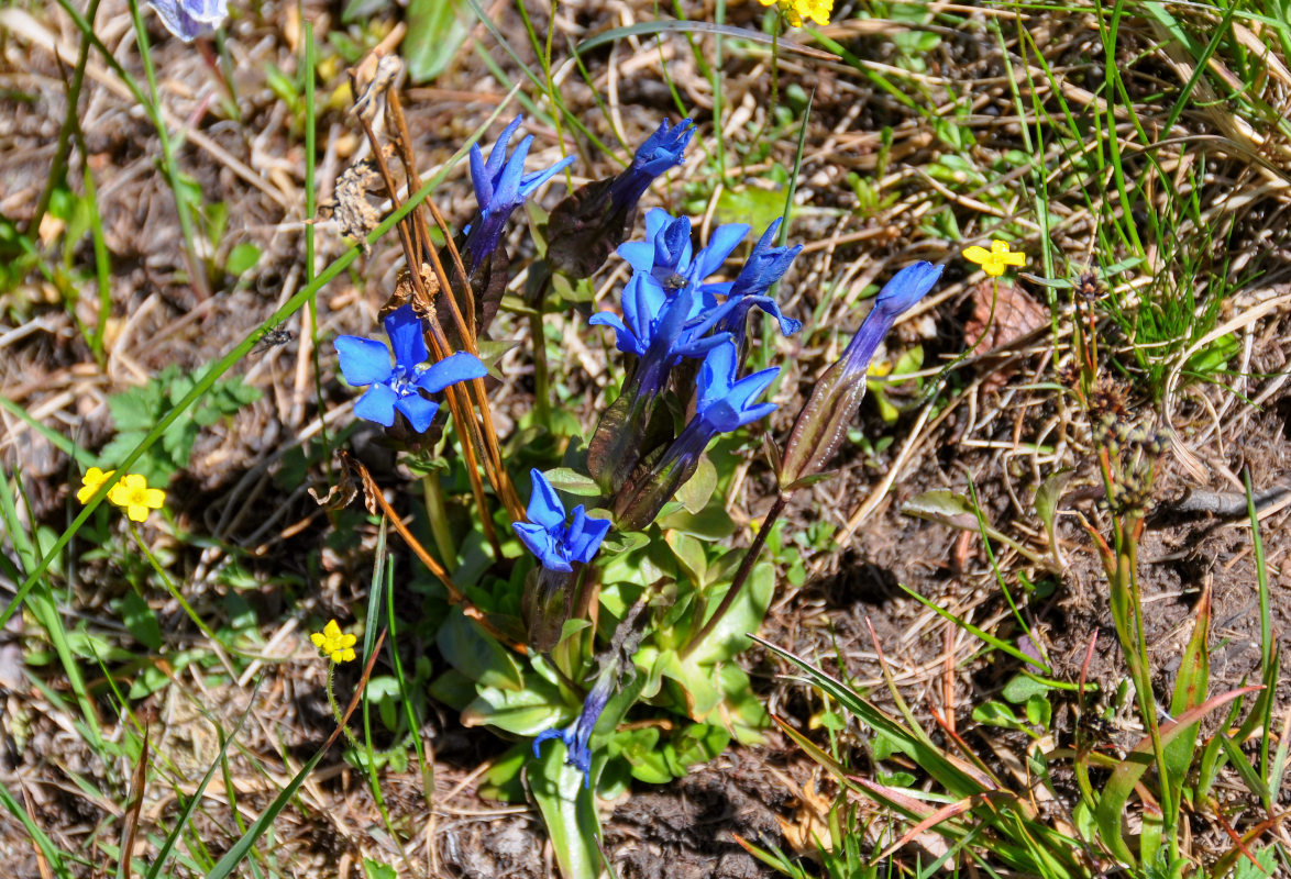 Image of Gentiana uniflora specimen.