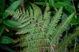 Athyrium monomachii