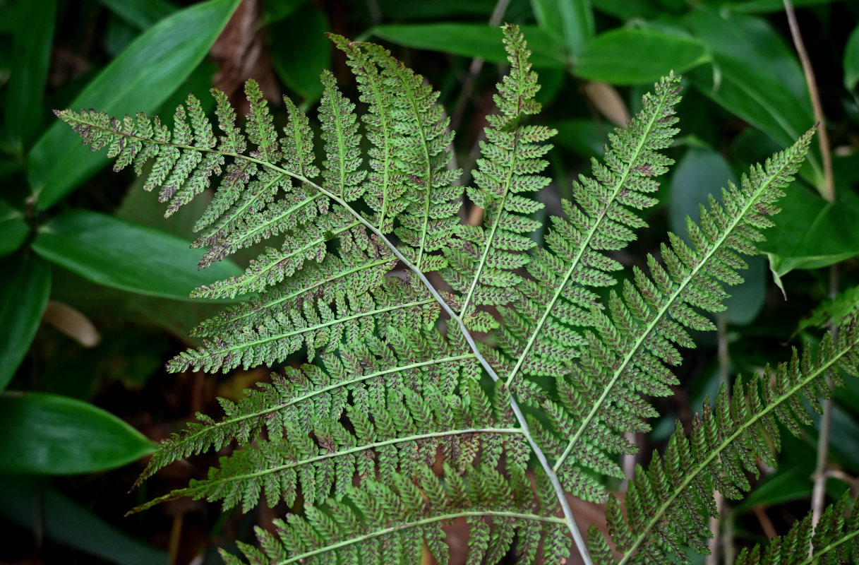 Image of Athyrium monomachii specimen.