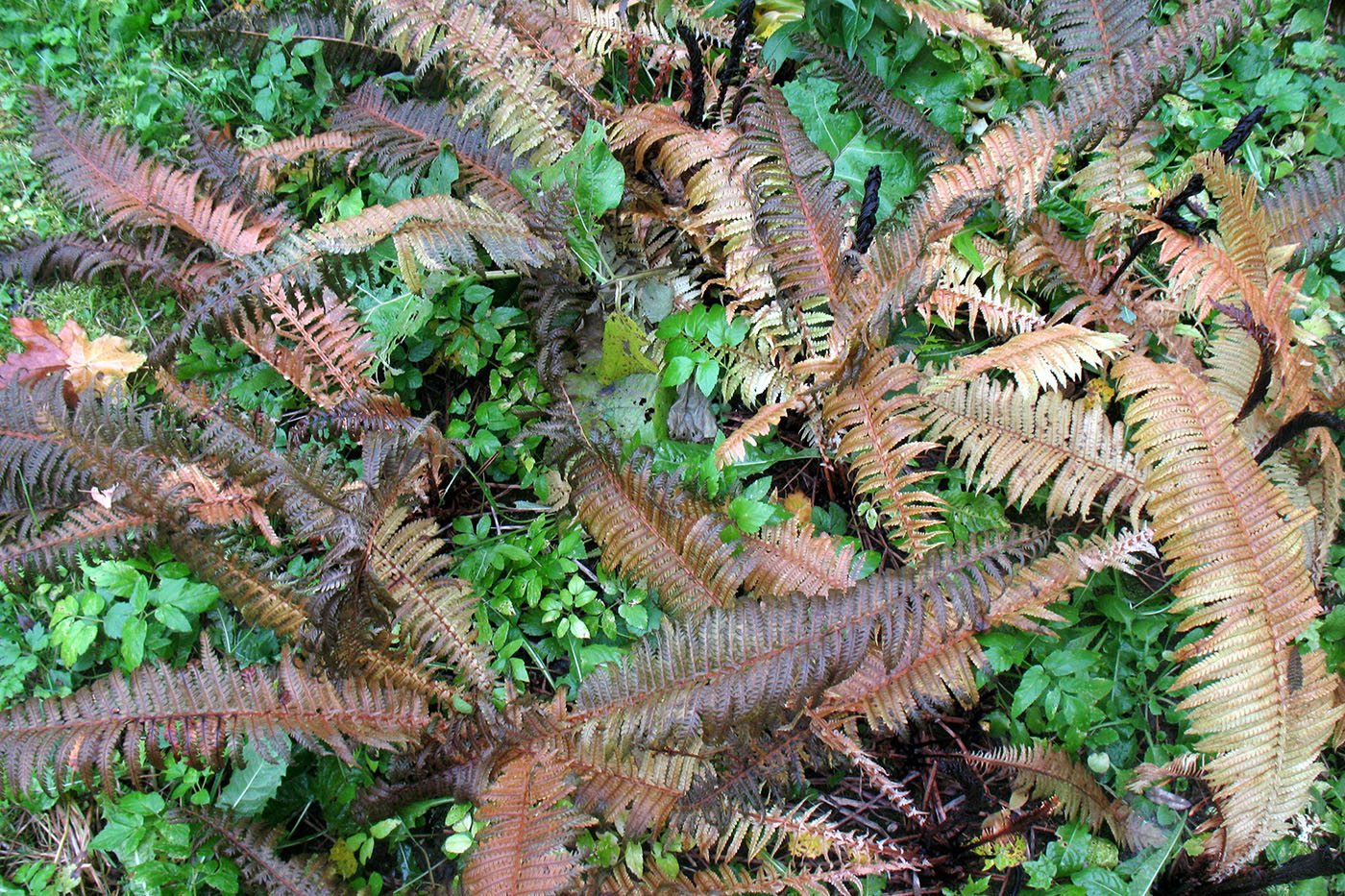 Image of Matteuccia struthiopteris specimen.