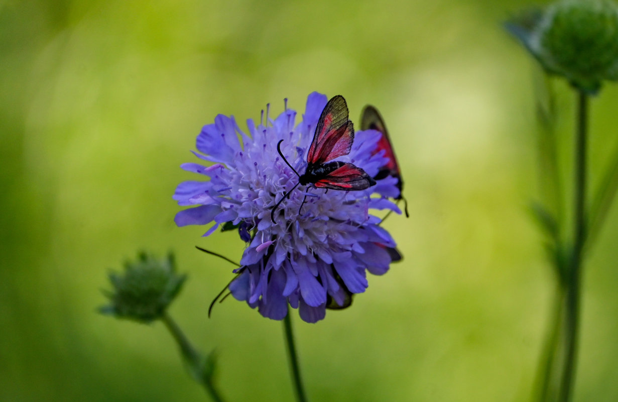 Изображение особи Knautia arvensis.