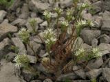 Minuartia glomerata