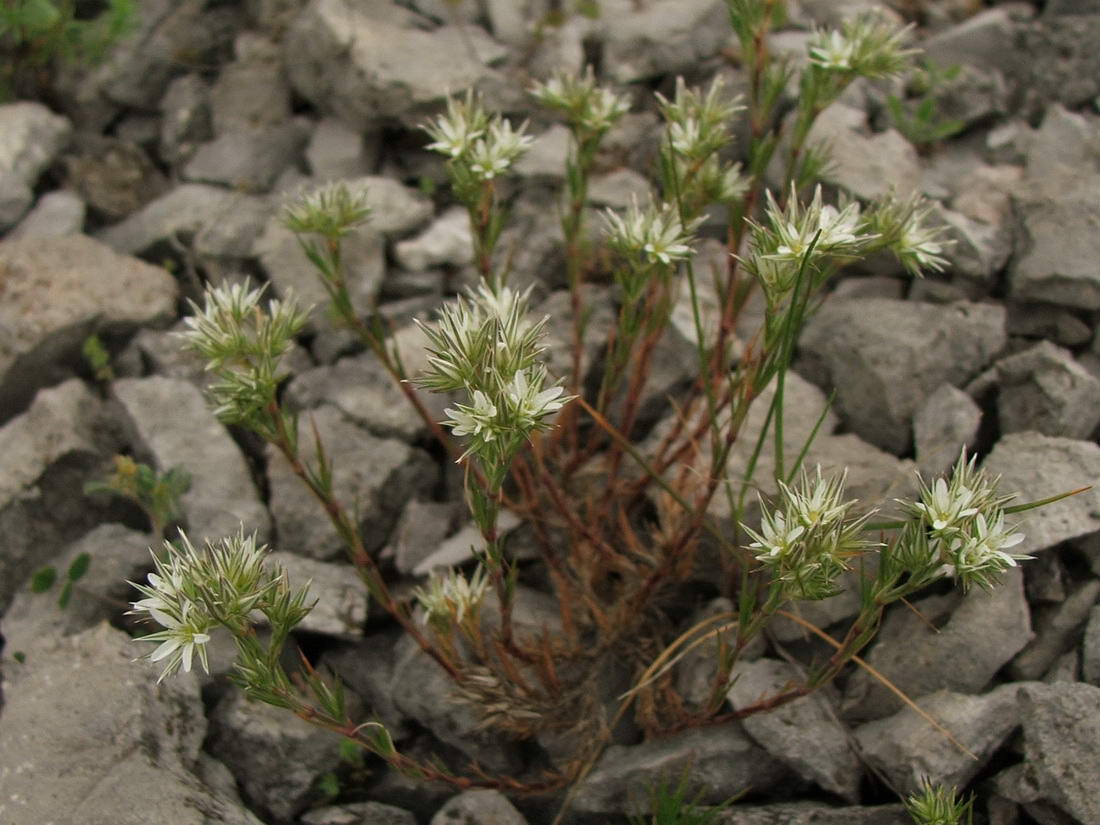 Image of Minuartia glomerata specimen.