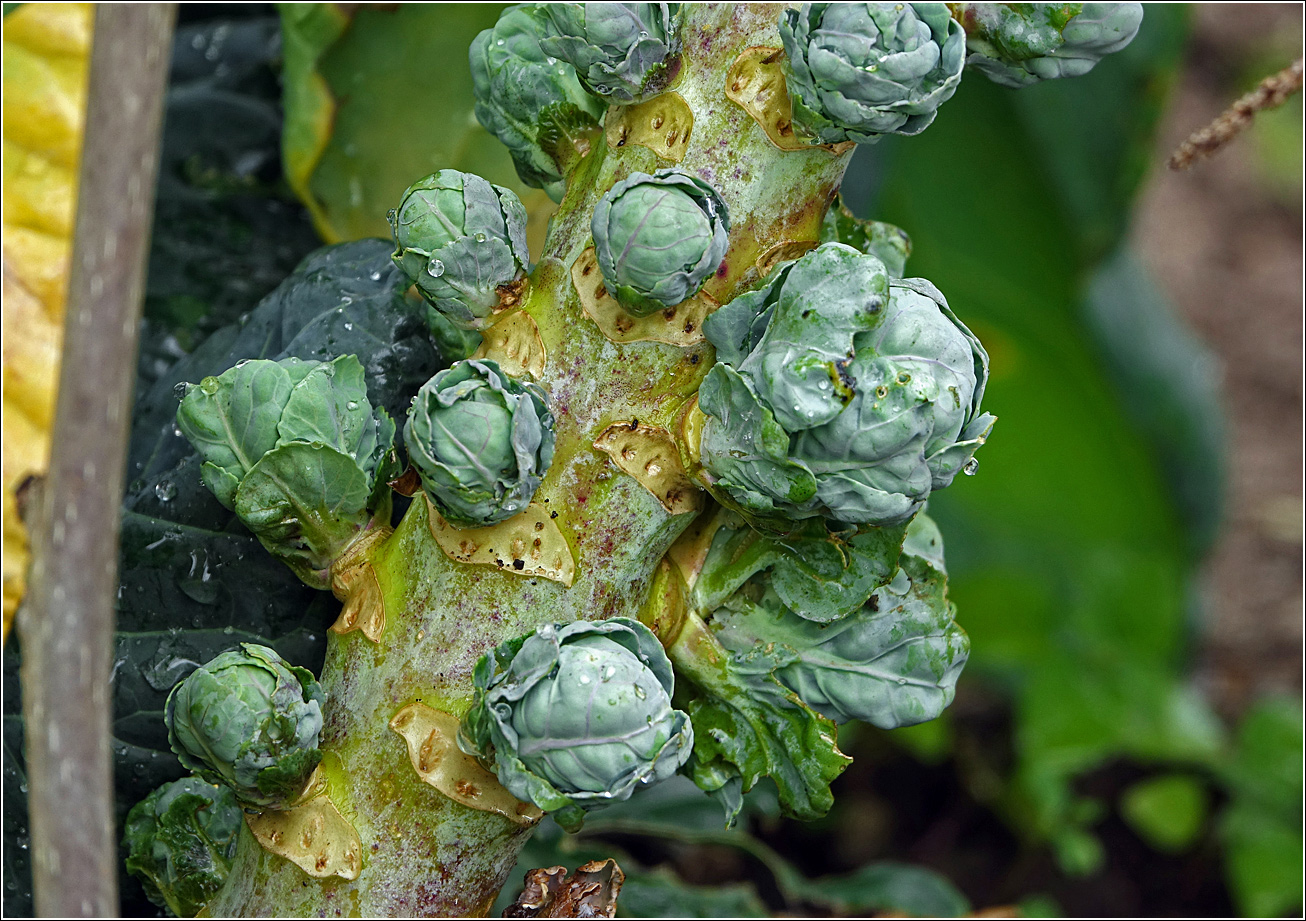 Image of Brassica oleracea var. gemmifera specimen.
