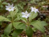 Trientalis europaea