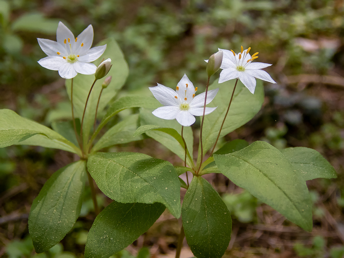 Изображение особи Trientalis europaea.