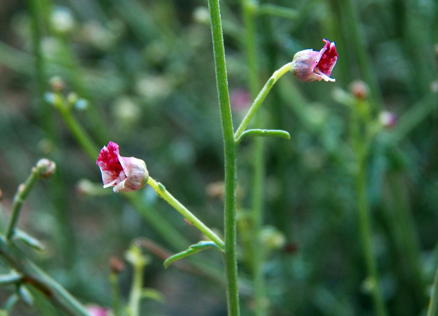 Изображение особи род Scrophularia.