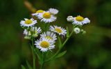 Erigeron annuus. Верхушка побега с цветущими и развивающимися соцветиями. Грузия, Имеретия, г. Кутаиси, луговой склон. 14.06.2023.