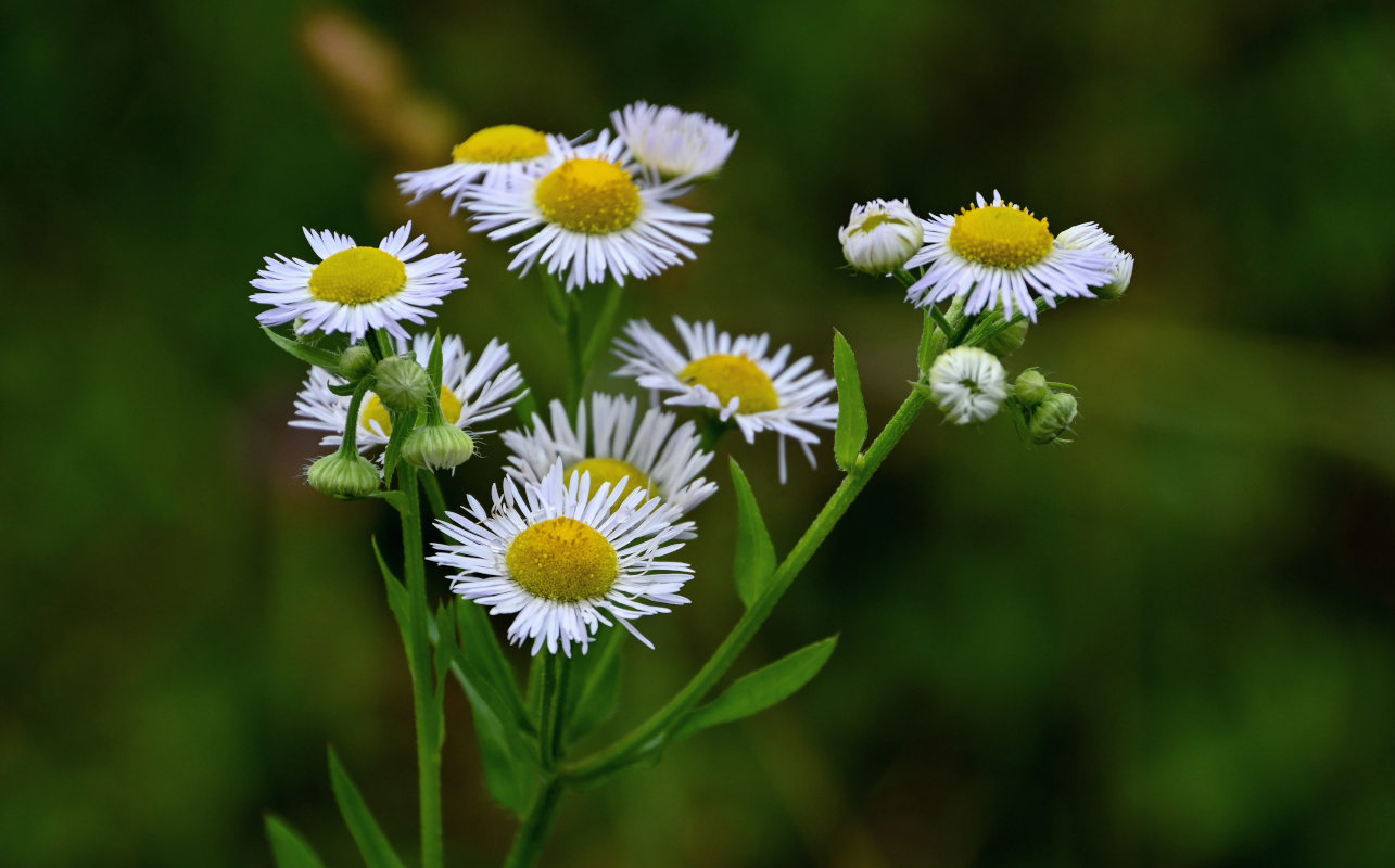 Image of Erigeron annuus specimen.