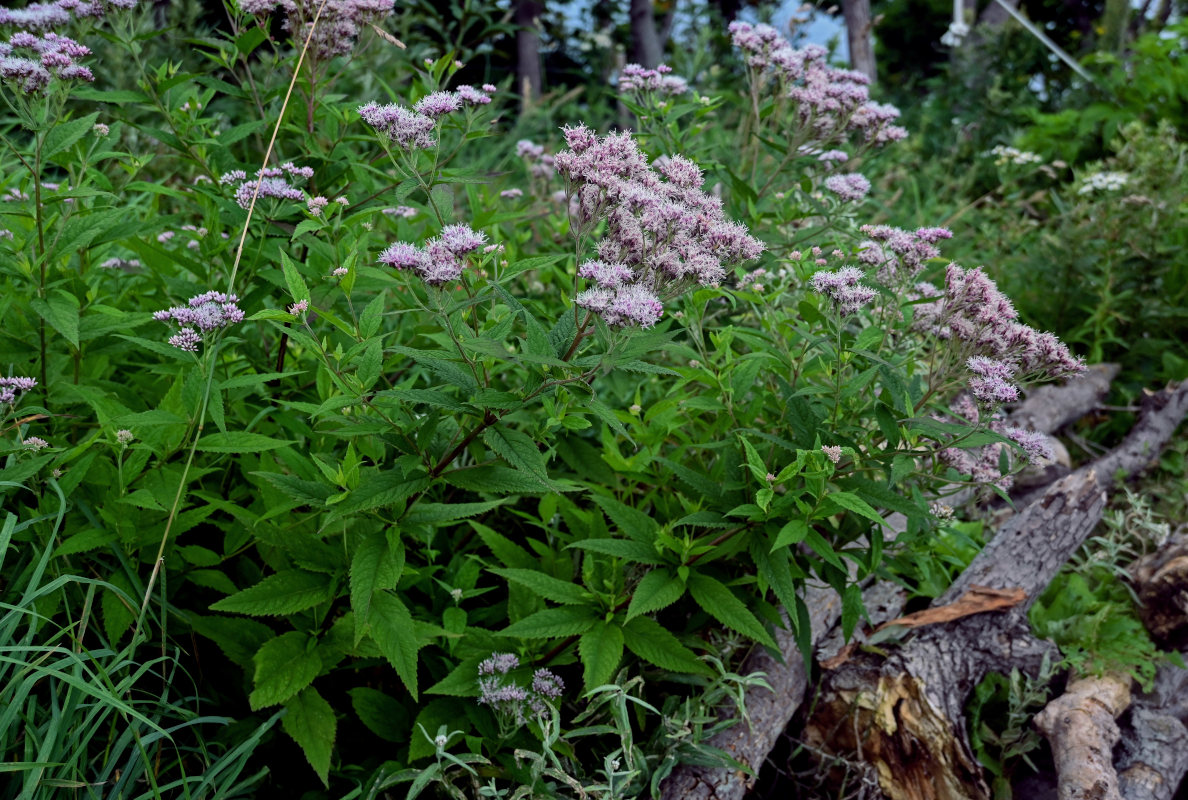 Изображение особи Eupatorium glehnii.
