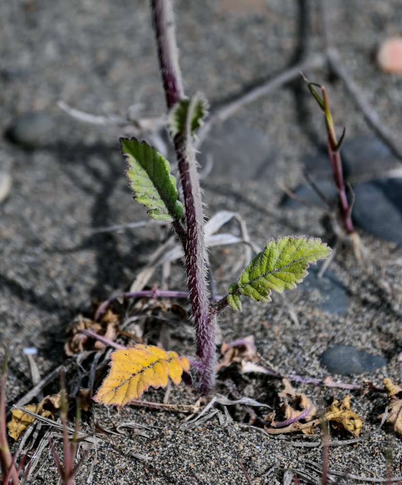 Изображение особи Rapistrum rugosum.