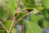 Betula pubescens. Часть веточки с молодым побегом. Ленинградская обл., Кингисеппский р-н, окр. дер. Выбье, экологическая тропа; правый берег р. Выбья близ устья. 28.05.2023.