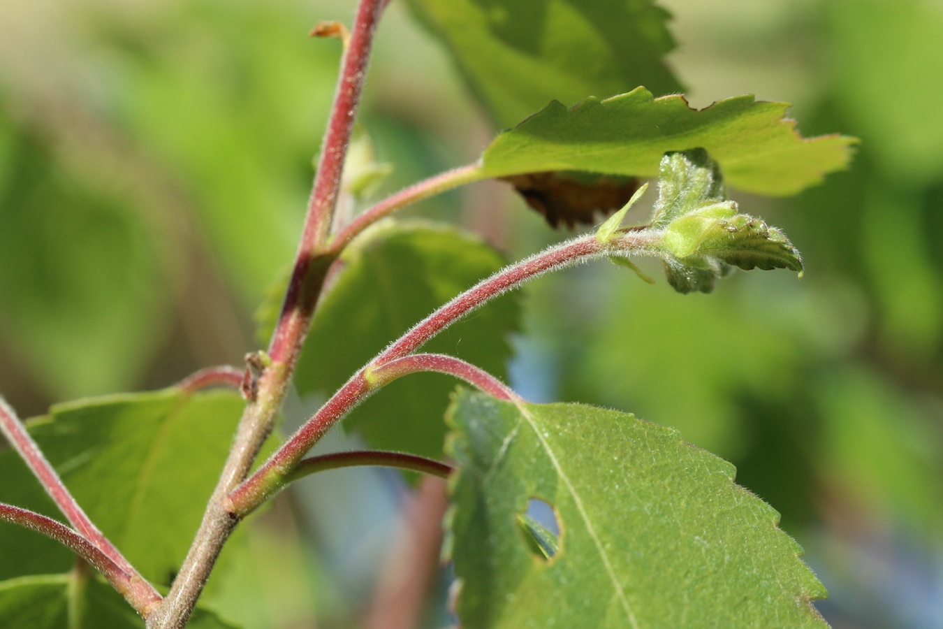 Image of Betula pubescens specimen.