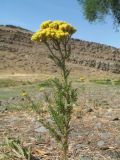 Achillea arabica. Верхушка цветущего растения. Казахстан, Западный Тянь-Шань, Киргизский хр., ущ. Кара-Арча, ≈ 980 м н.у.м., придонная часть ущелья. 10 июня 2023 г.