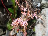 Sedum stoloniferum