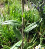 Echium vulgare. Часть побега. Магаданская обл., Ольский р-н, пгт Ола, на газоне. 06.08.2023.