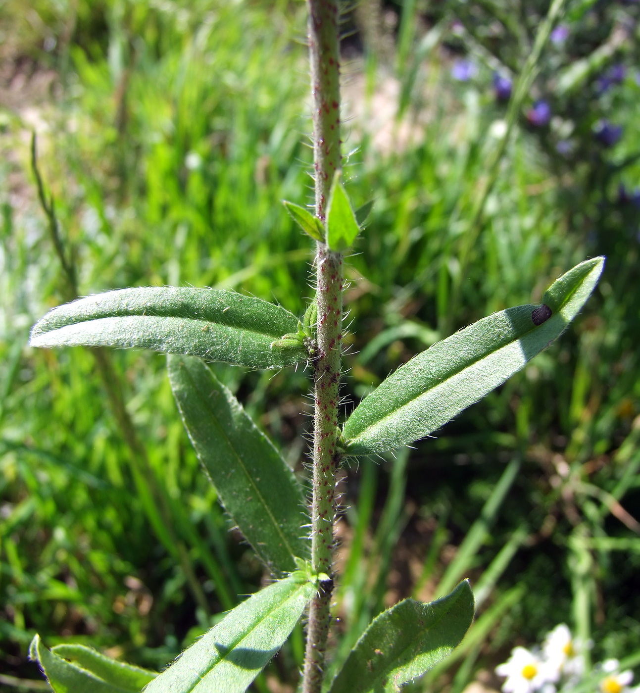 Image of Echium vulgare specimen.