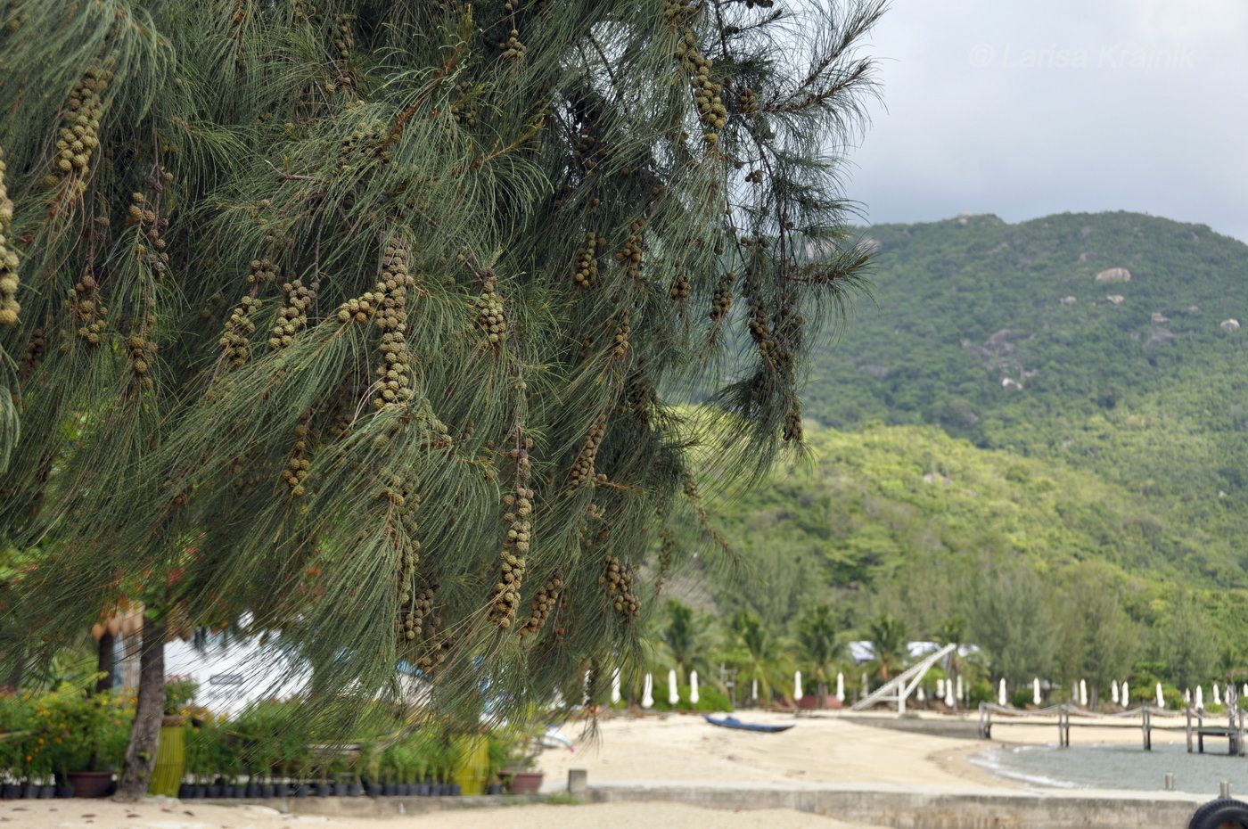 Image of Casuarina equisetifolia specimen.