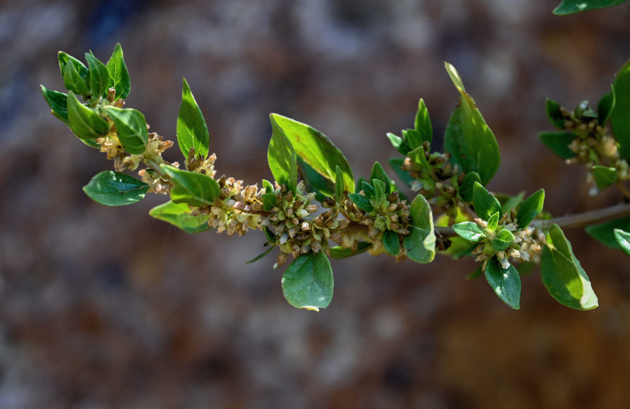Image of Parietaria judaica specimen.