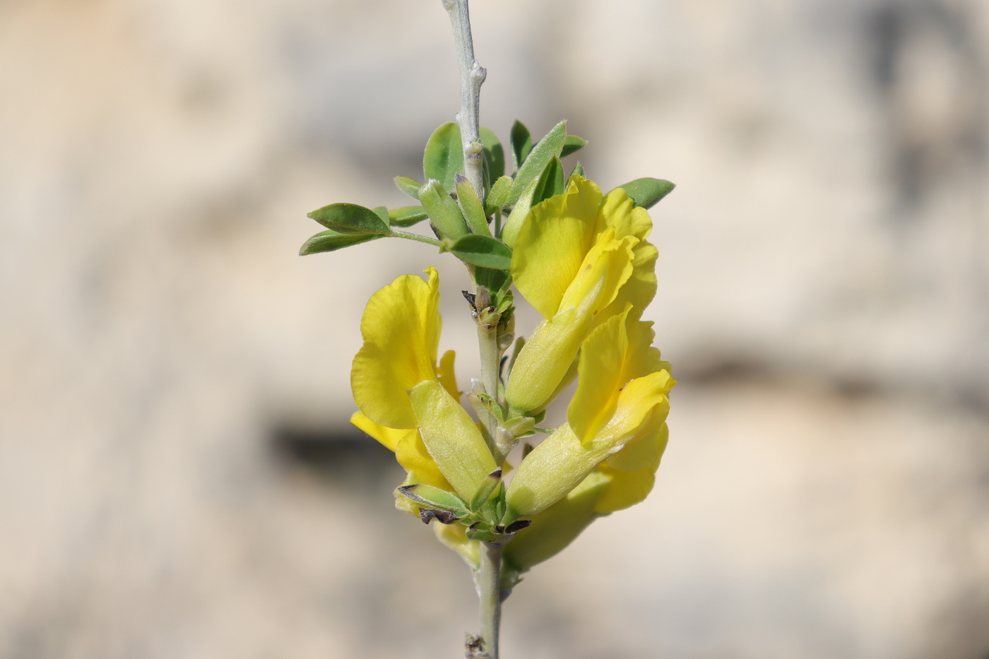 Image of Chamaecytisus ruthenicus specimen.