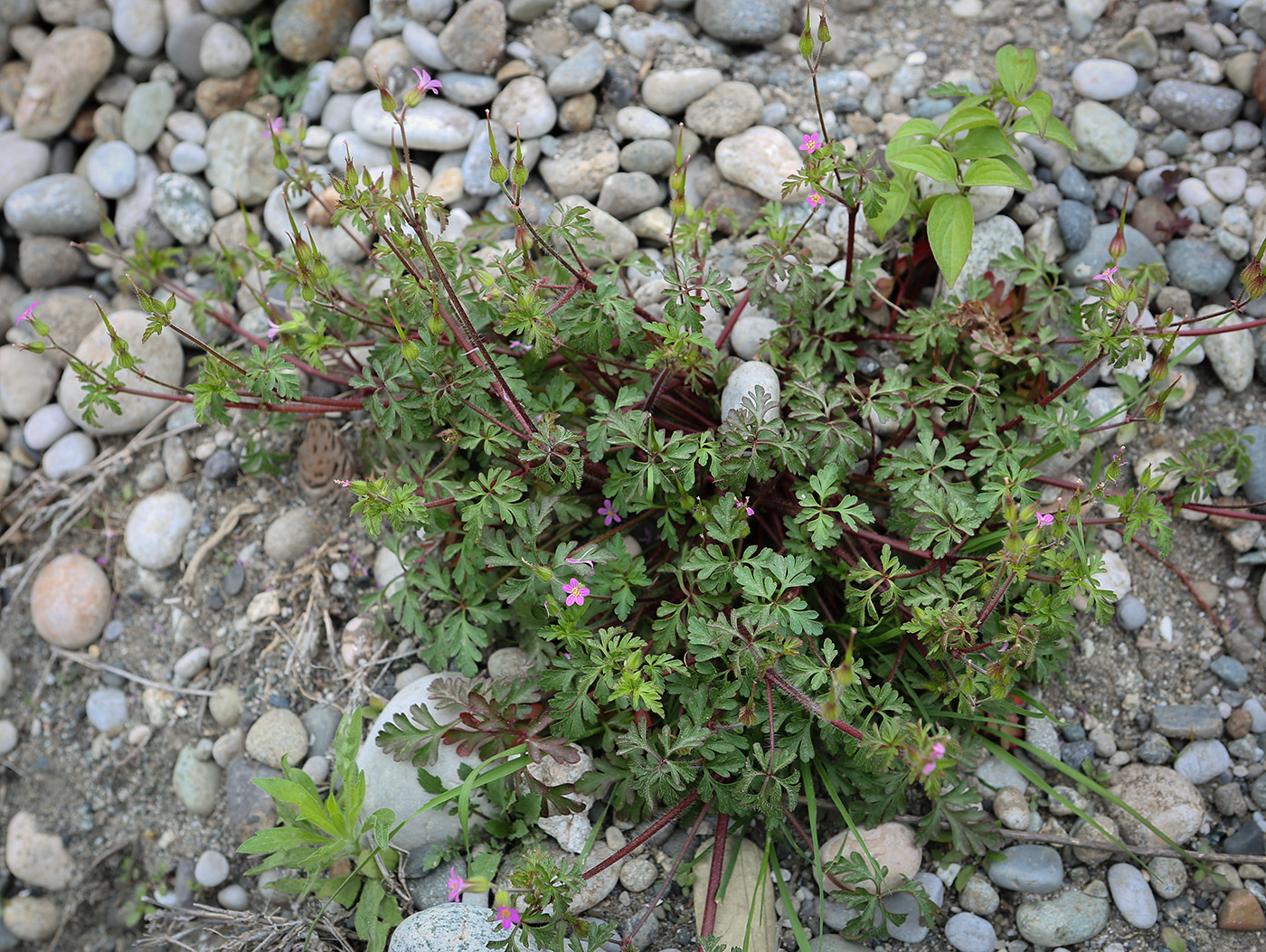 Image of Geranium purpureum specimen.