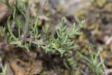 Veronica capsellicarpa