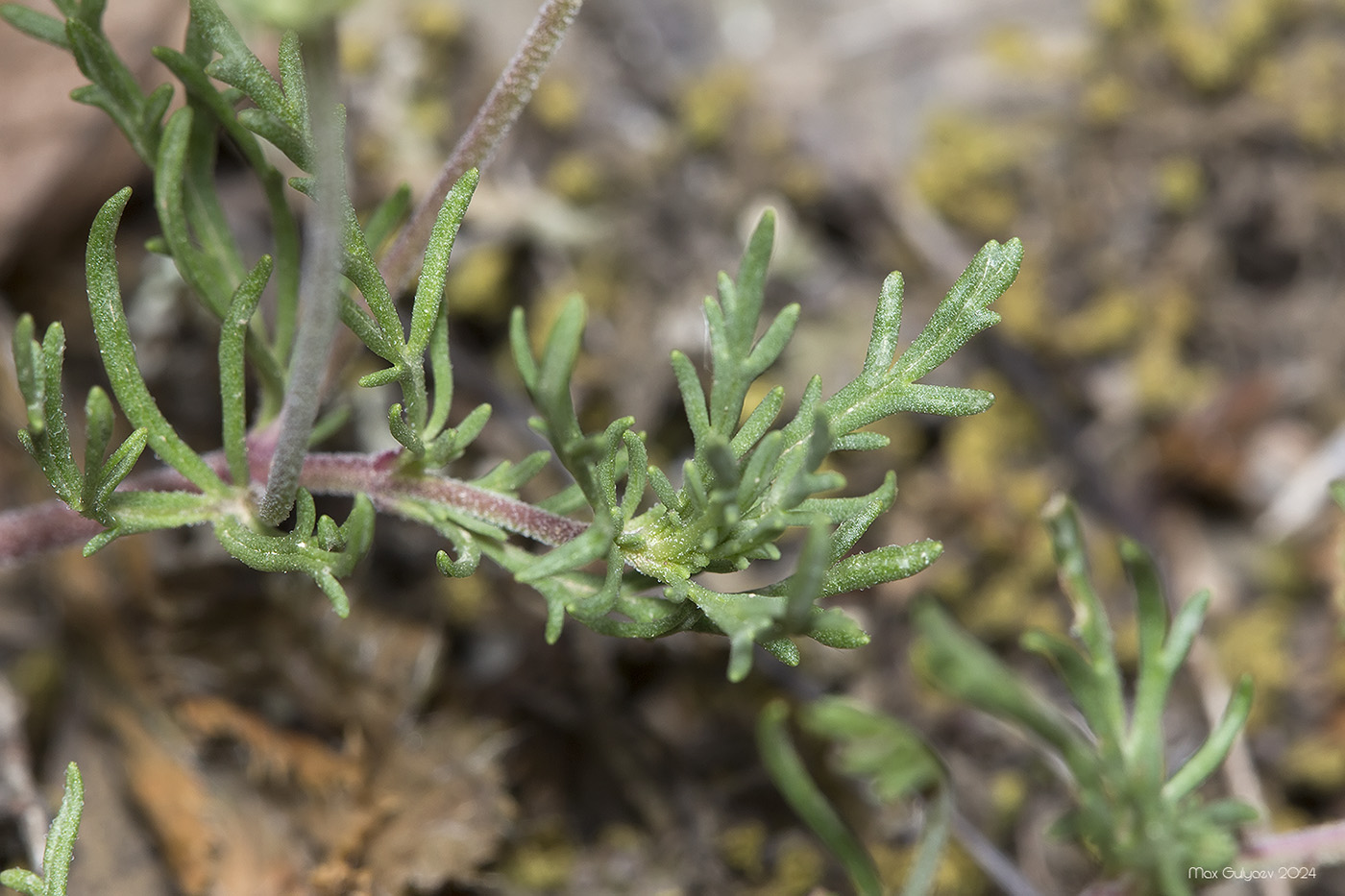 Изображение особи Veronica capsellicarpa.