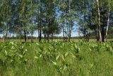 Veratrum lobelianum