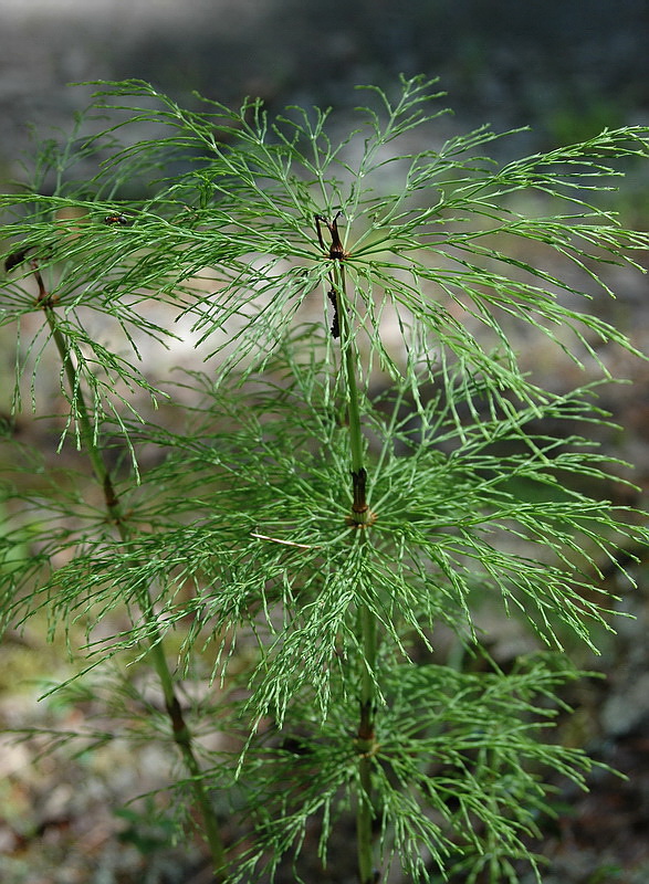 Изображение особи Equisetum sylvaticum.