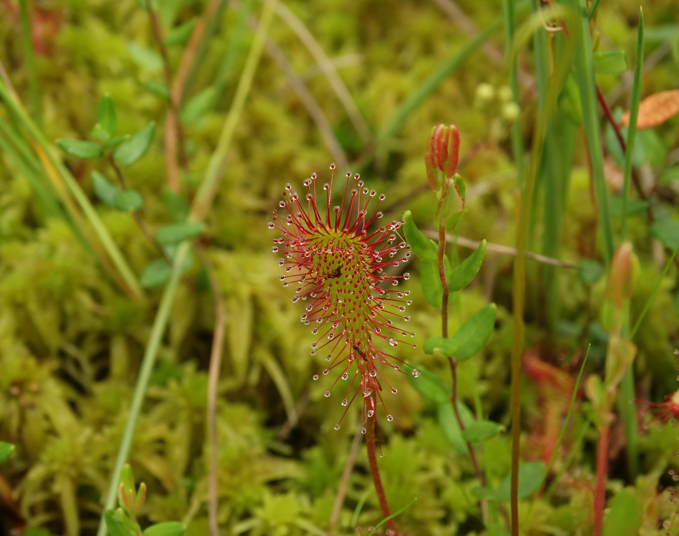 Image of Drosera &times; obovata specimen.