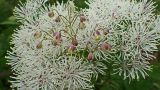 Thalictrum contortum