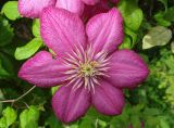 Clematis × jackmanii