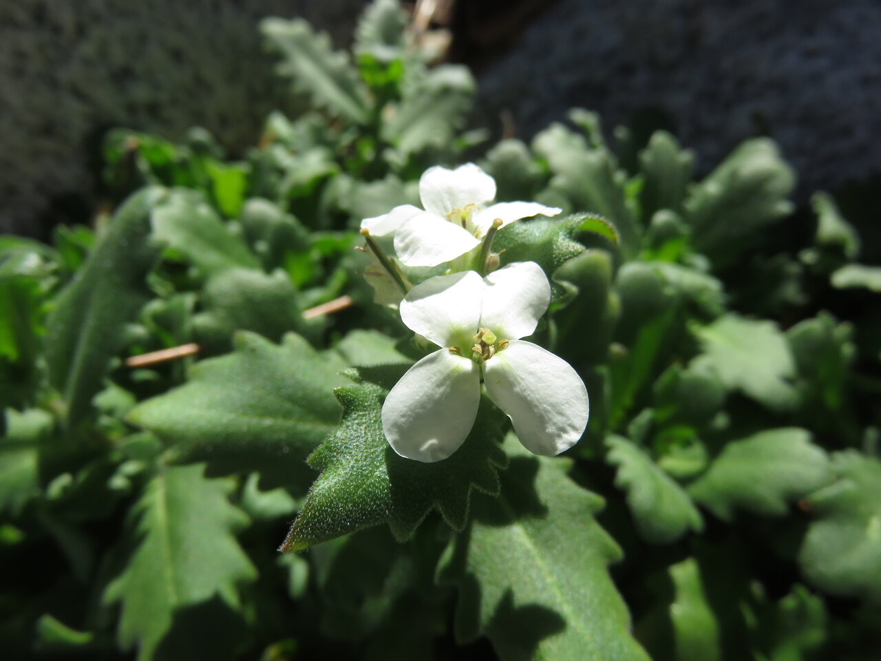 Image of Arabis alpina specimen.