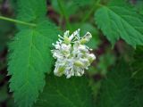 Actaea erythrocarpa