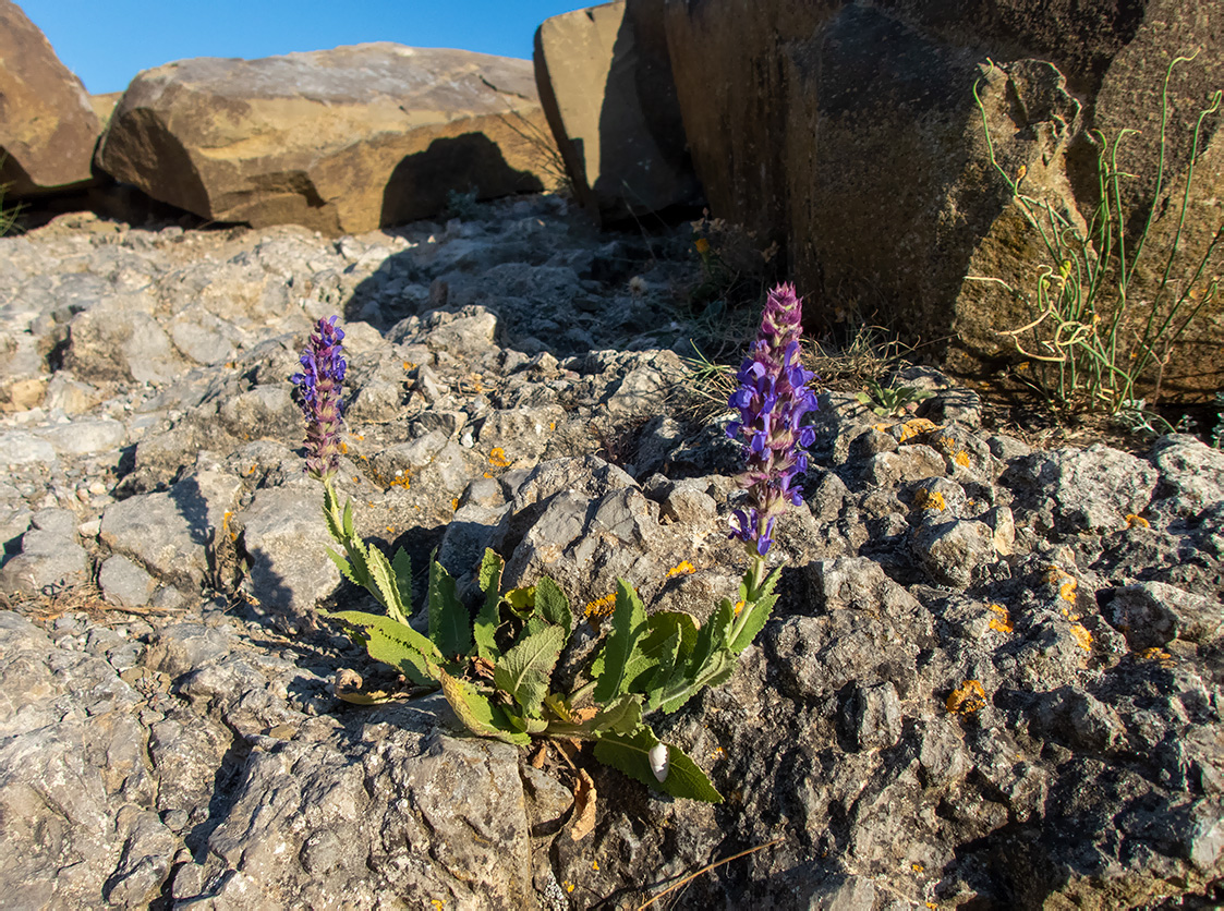 Image of Salvia tesquicola specimen.