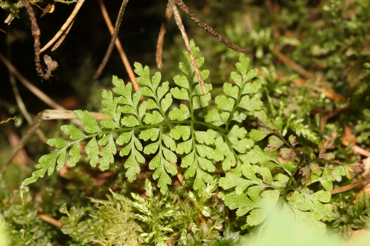 Изображение особи Rhizomatopteris sudetica.