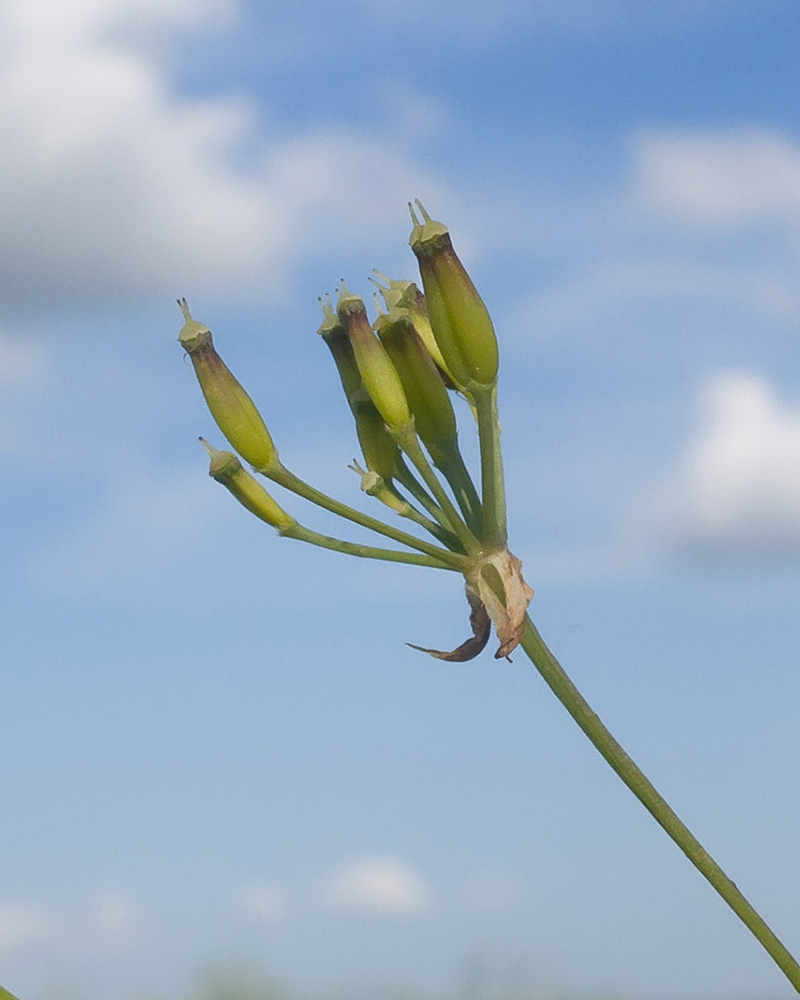 Image of Anthriscus sylvestris specimen.