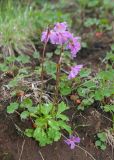 Primula cuneifolia. Цветущие растения (в сообществе с Oxyria digyna). Камчатский край, Елизовский р-н, окр. Мутновской ГеоЭС, берег притока р. Фальшивая возле водопада Южный, слабозадернованная осыпь. 10.08.2024.