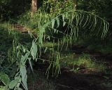Arabis pendula