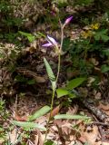 Cephalanthera rubra